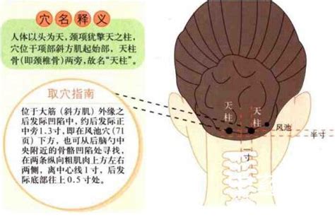 天柱穴氣結|天柱的準確位置圖和作用 按天柱有什麼功效